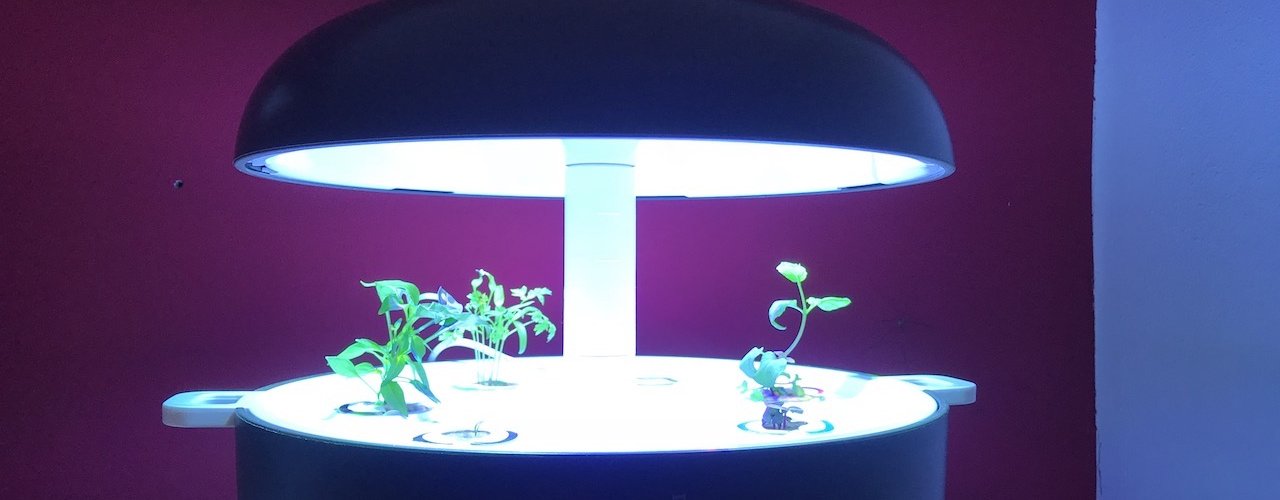 Plantui - Langsam wächst der Kräutergarten 2